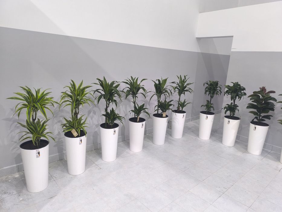 Офисные цветы  Хона гуллари