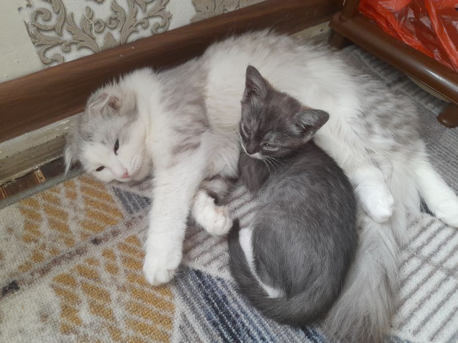 Котята бесплатно