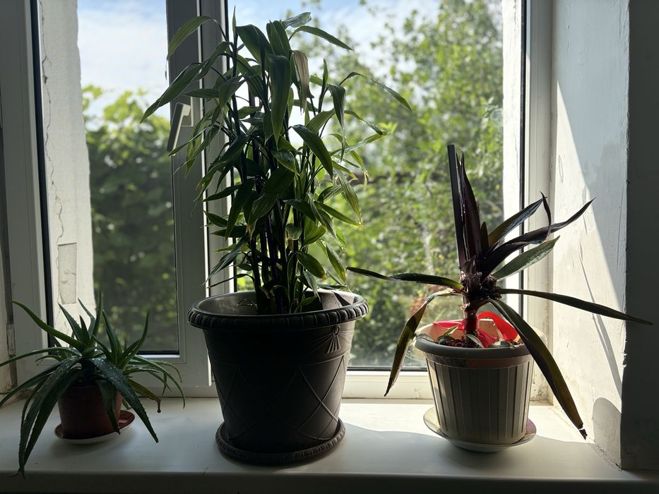 Комнатные цветы по 3000 тенге