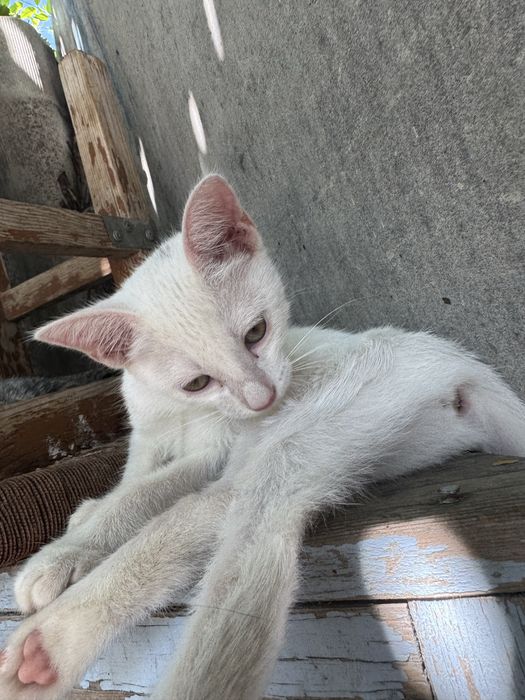 Котята простой породы