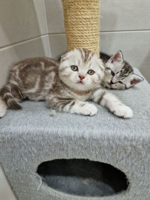 Scottish fold pedigree tip A