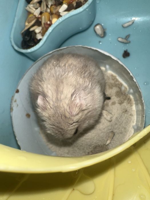 Продается клетка с хомяком + корм