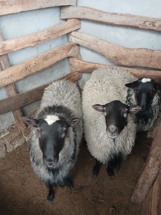 Романов Кучкорлари сотилади