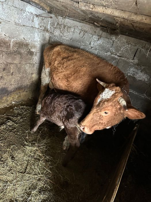 Vând vaca bălțata cu vițel după ea