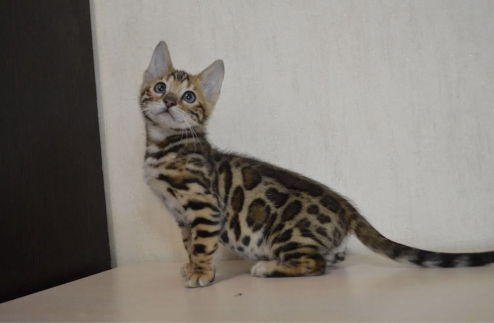Продаётся бенгальские котята 4