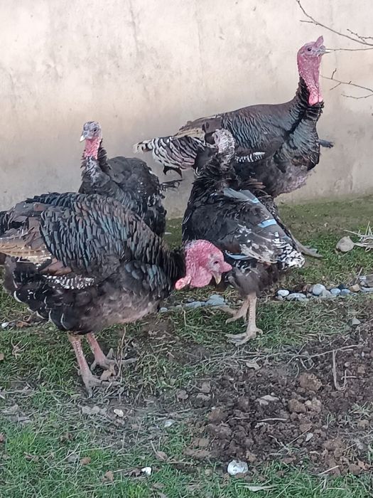 Индюктер сатылады 2 штук