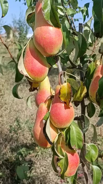 Taieri de rodire, plantare, altoire, formare pomi, îngrijire conifere