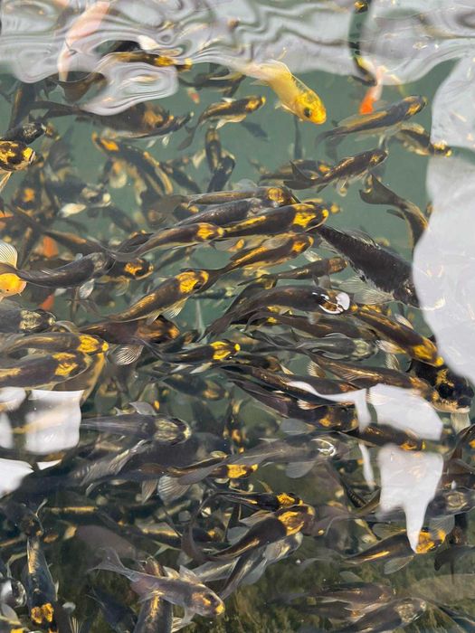 Риби кои / пеперуди/