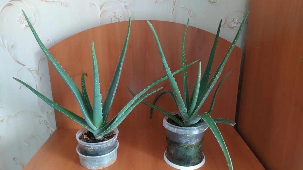 Алоэ вера продам