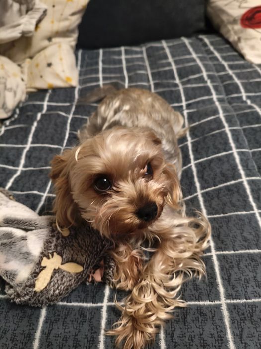 Йоркширский терьер