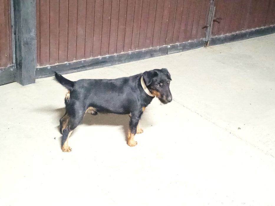 Ягдтерьер для вязки