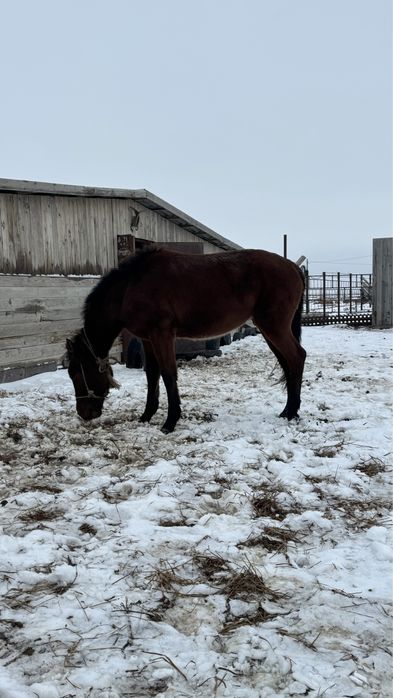 Ұрғашы тай сатылады 2 жаста