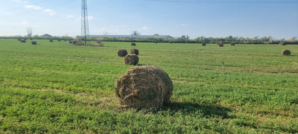 Baloti lucernă !! foarte curată !!!