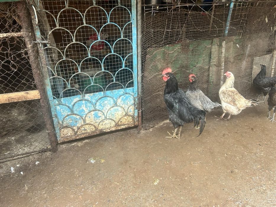 Xoroz Damashni Xoroz