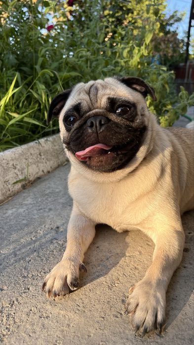 Продам Щенков мопса