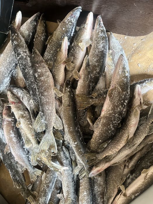 Продам рыбу щуку