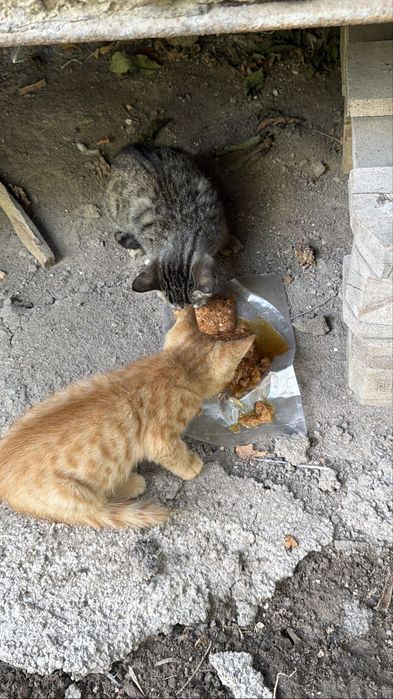 Котенок в добрые руки