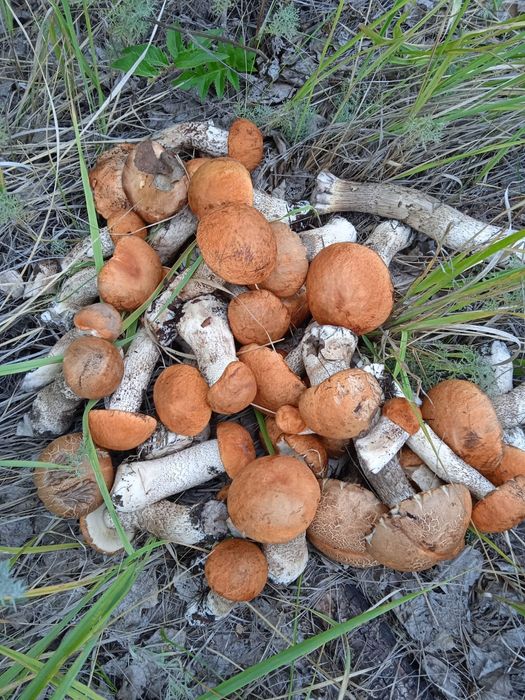 Замороженные грибы, подосиновики, рыжики, подберёзовики отваренные