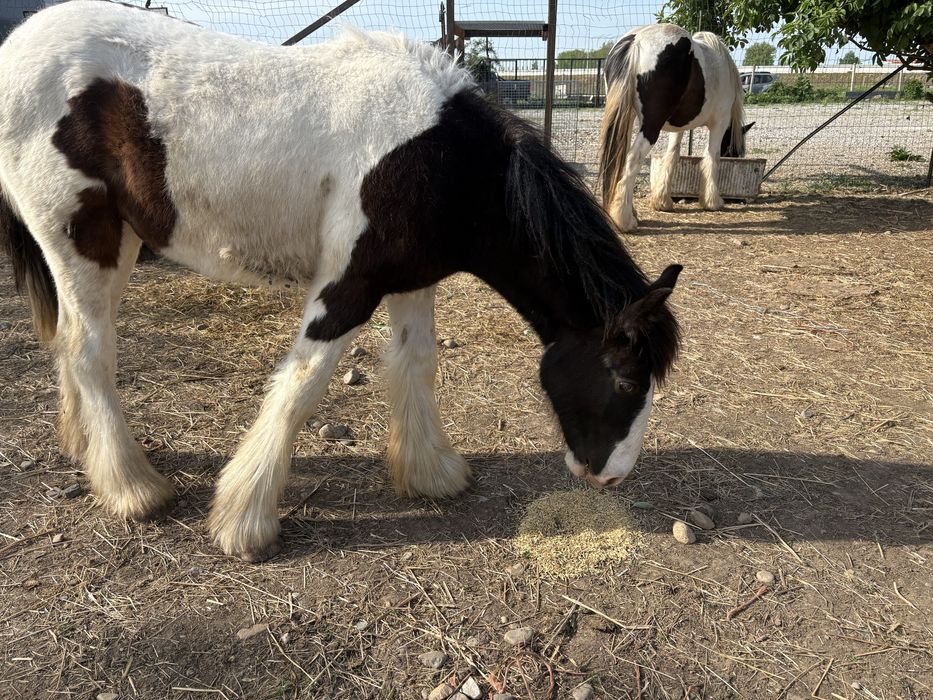 Vand manz Irish Cob(gipsy vanner)