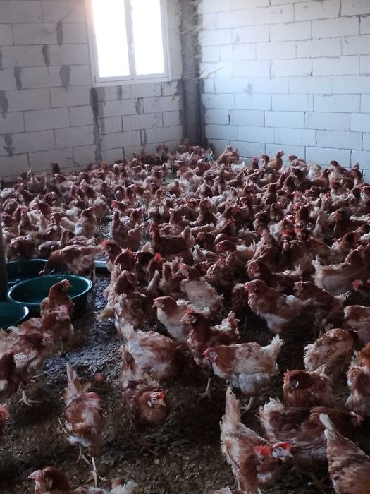 Gaini de ouat lângă tine