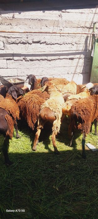 Кой сатылады Бараны продается