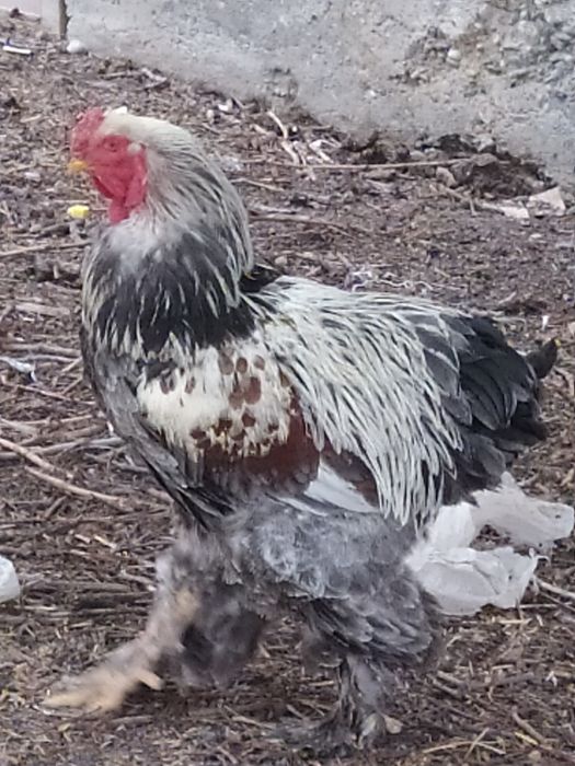 Брама тйлини 3га 1