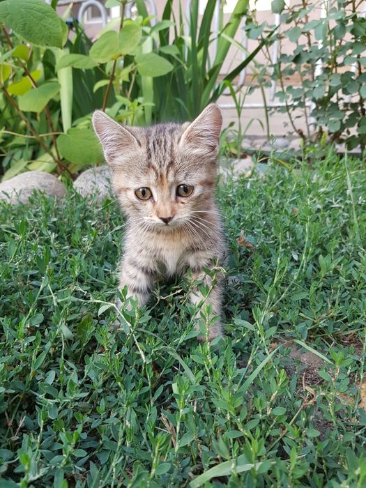 Отдам котёнка бесплатно