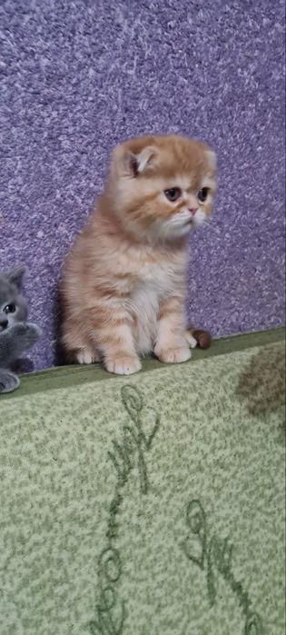 Продаются котята