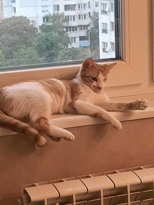 Подаряваме женско коте, кастрирано