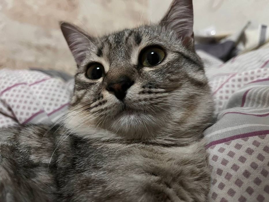 Кот британец 1.5 год  ВЯЗКА  с ОПЫТОМ