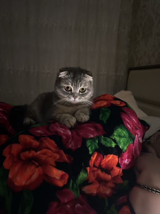 Шатланская Веслоухая