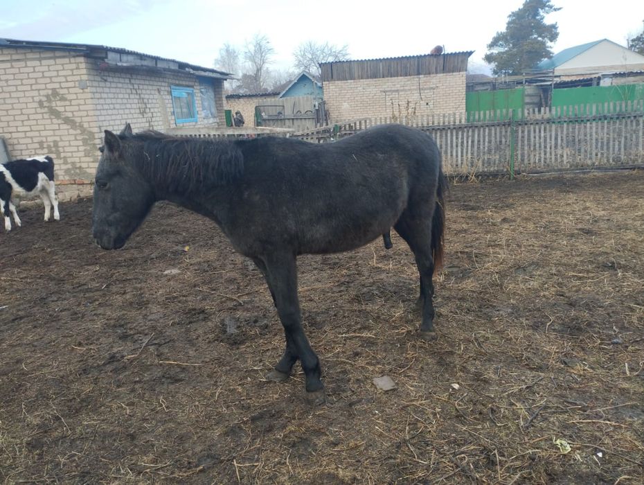 Полукровка рысак иноходец