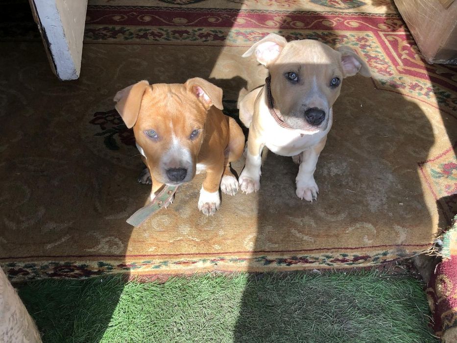 Продаю щенка, американский стаффорд