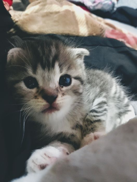 Отдаю котят в хорошие руки