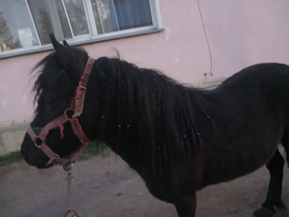 Продам пони шотландская