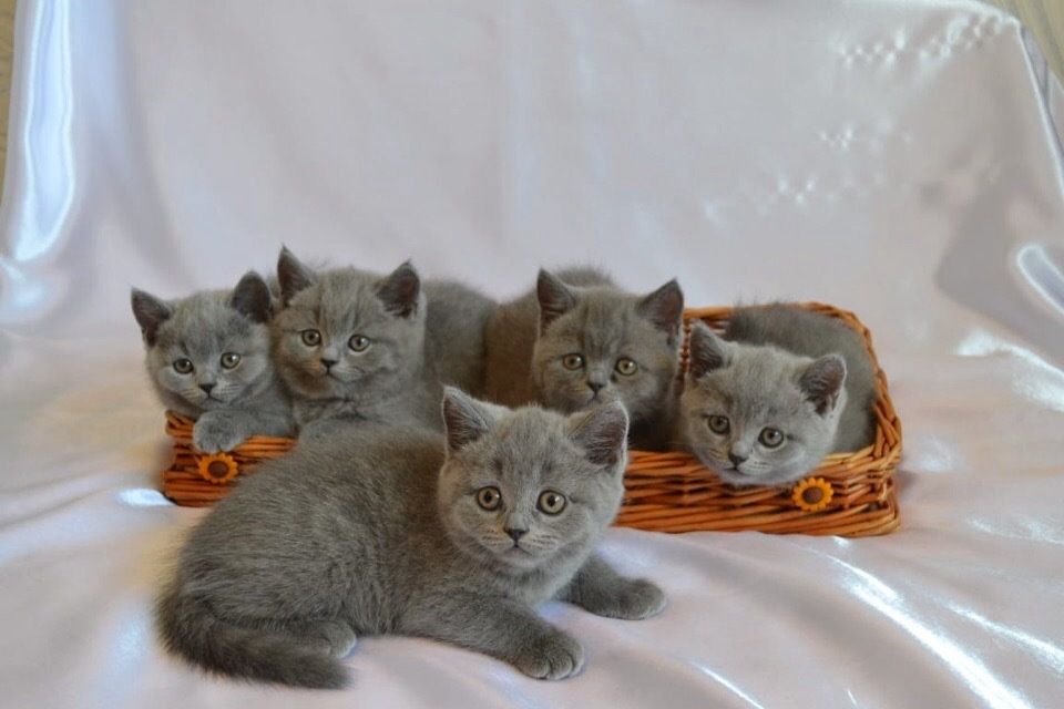 Шикарные Котятки