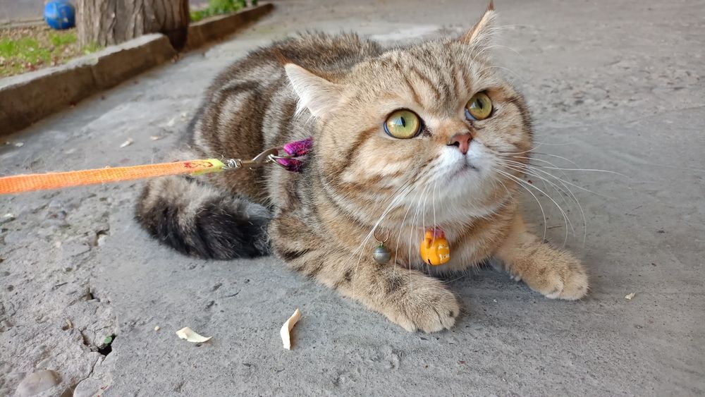 Вязка учун Царь Киз мушукларини таклиф килади!