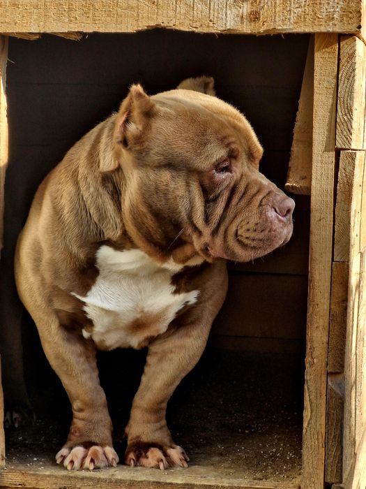 Американско були покет