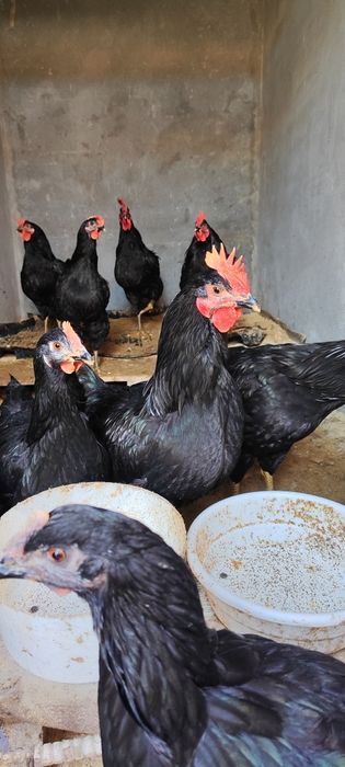 Qora shahzoda xoʻroz