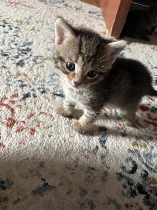 Кот вислоухо бесплатно