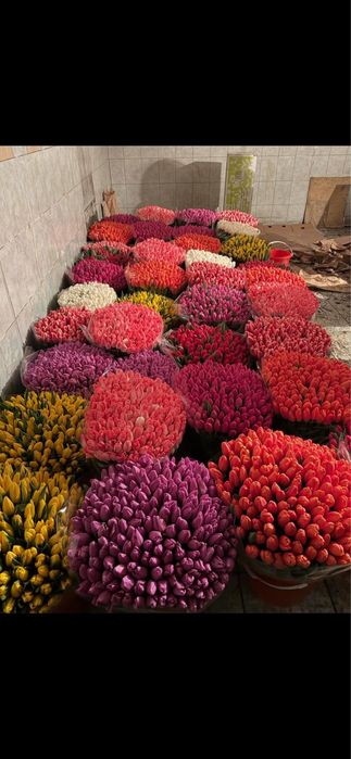 ЦВЕТЫ тюльпаны к 8 марта