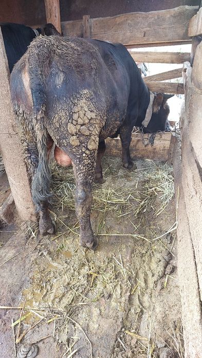 Продам бычка упитанного