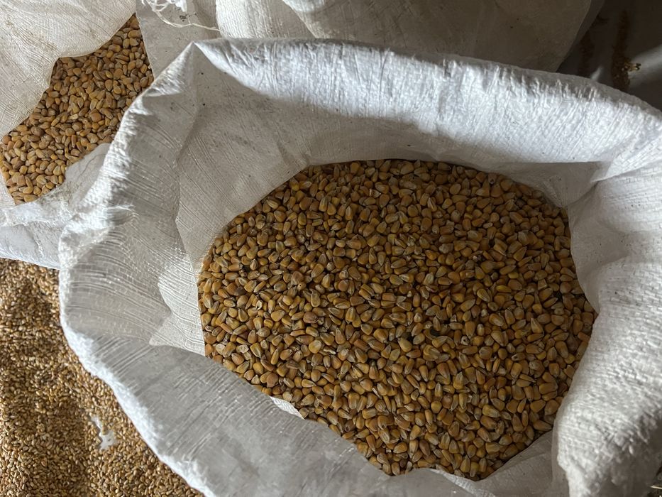 Vand porumb / malai uscat din uscator