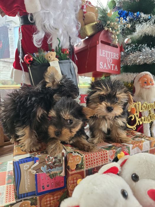 Мини йоркширски териер