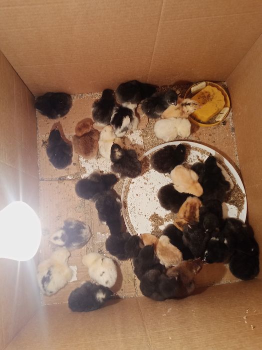 Цыплята Недельные Домашние