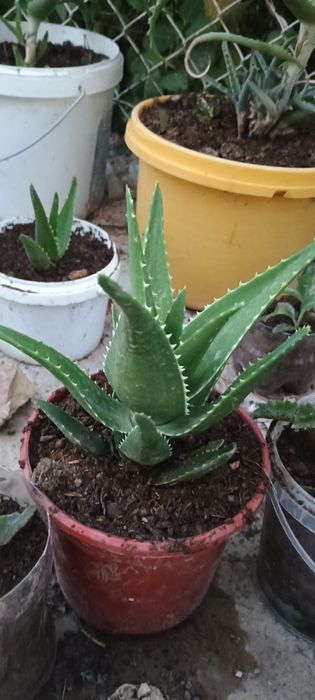 Алоэ вера гүлдер бар