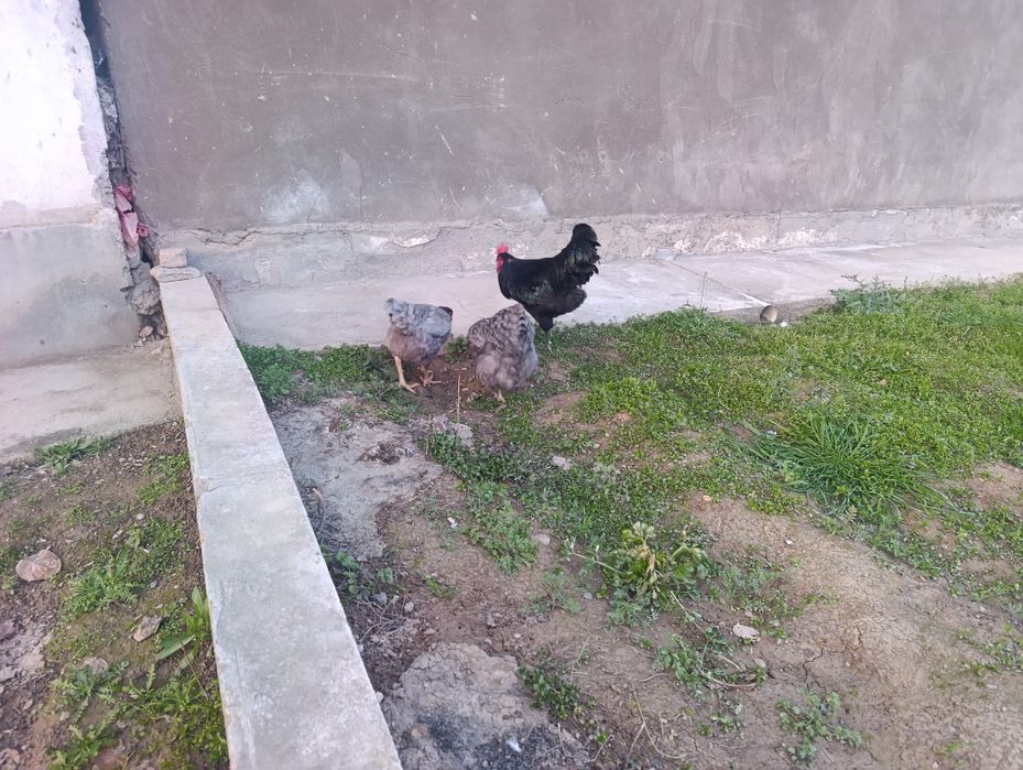 Tovuq lar sotiladi soglom