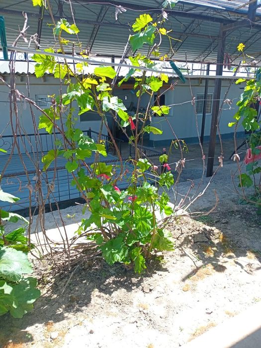 Жер үй сатылады!!!