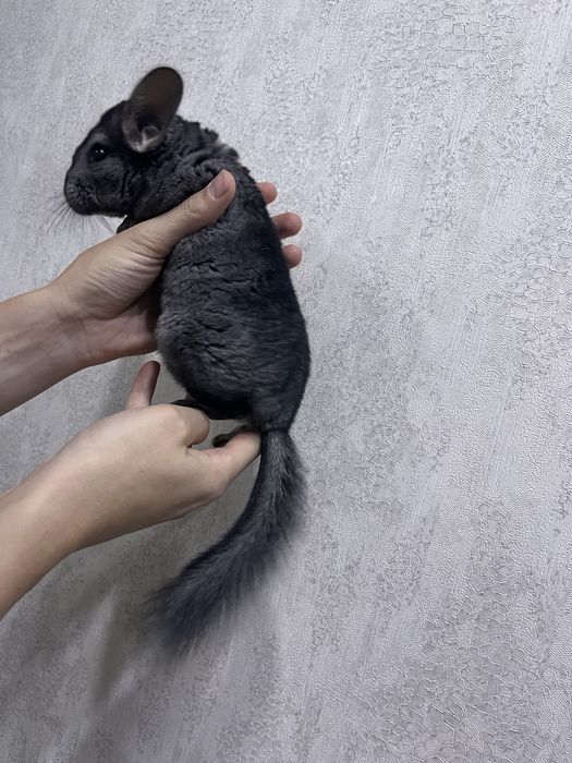 Шиншилла мальчик