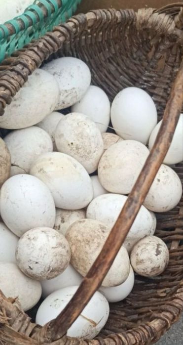 Гусиные яйца для инкубации